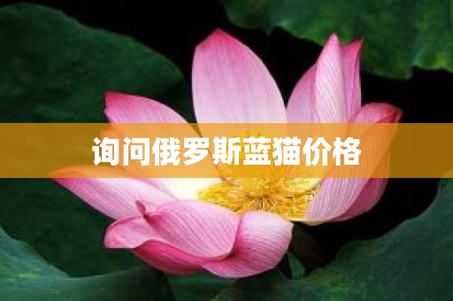询问俄罗斯蓝猫价格
