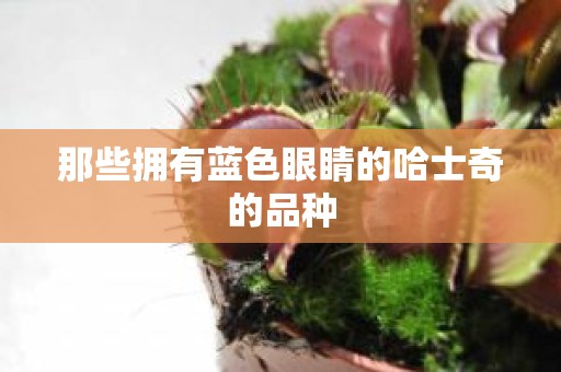 那些拥有蓝色眼睛的哈士奇的品种