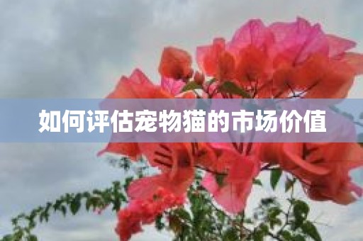如何评估宠物猫的市场价值