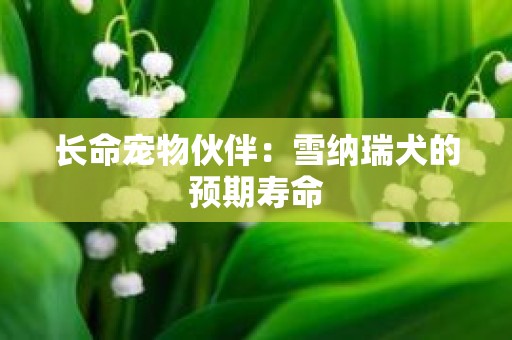 长命宠物伙伴：雪纳瑞犬的预期寿命