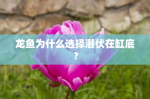 龙鱼为什么选择潜伏在缸底？