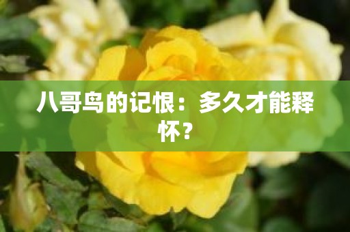 八哥鸟的记恨：多久才能释怀？