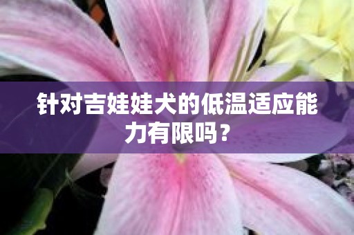 针对吉娃娃犬的低温适应能力有限吗？