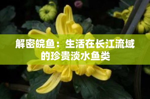 解密皖鱼：生活在长江流域的珍贵淡水鱼类
