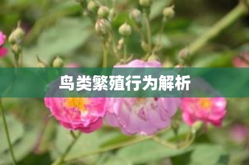 鸟类繁殖行为解析