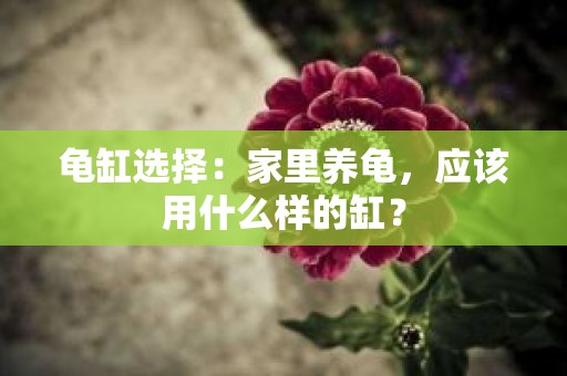 龟缸选择：家里养龟，应该用什么样的缸？