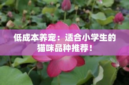低成本养宠：适合小学生的猫咪品种推荐！