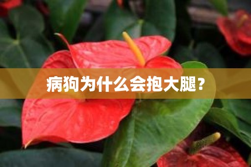 病狗为什么会抱大腿？