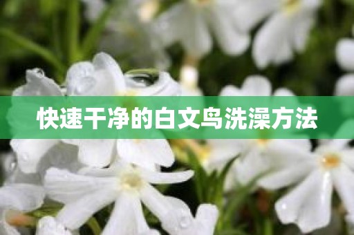 快速干净的白文鸟洗澡方法