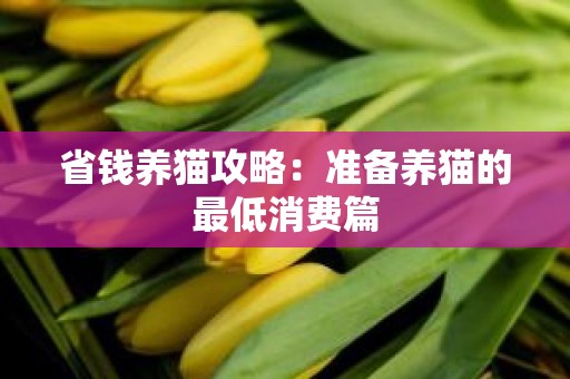 省钱养猫攻略：准备养猫的最低消费篇