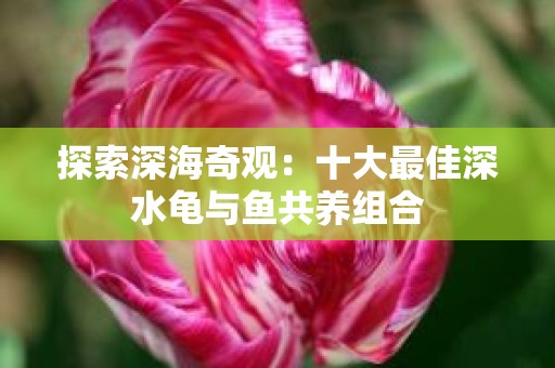 探索深海奇观：十大最佳深水龟与鱼共养组合
