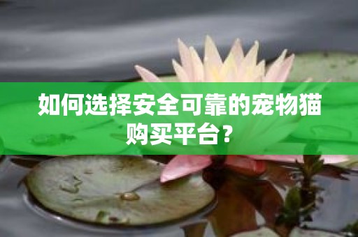 如何选择安全可靠的宠物猫购买平台？