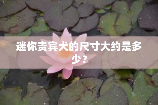 迷你贵宾犬的尺寸大约是多少？