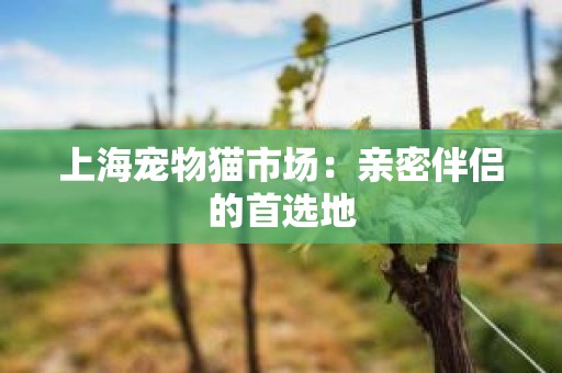 上海宠物猫市场：亲密伴侣的首选地