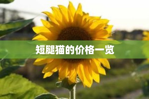 短腿猫的价格一览
