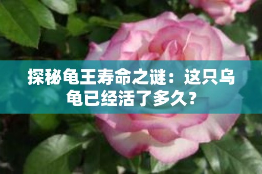 探秘龟王寿命之谜：这只乌龟已经活了多久？