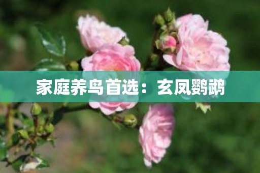 家庭养鸟首选：玄凤鹦鹉