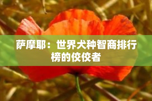 萨摩耶：世界犬种智商排行榜的佼佼者