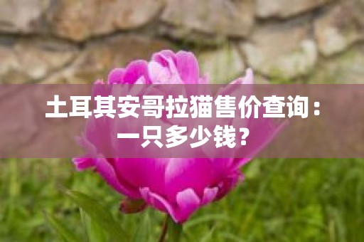 土耳其安哥拉猫售价查询：一只多少钱？