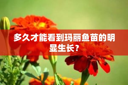 多久才能看到玛丽鱼苗的明显生长？