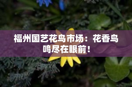 福州国艺花鸟市场：花香鸟鸣尽在眼前！