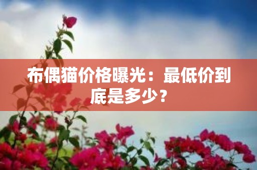 布偶猫价格曝光：最低价到底是多少？
