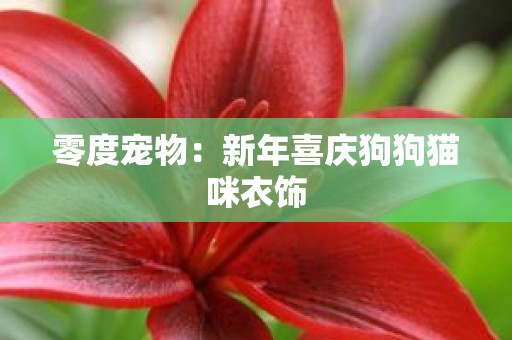 零度宠物：新年喜庆狗狗猫咪衣饰