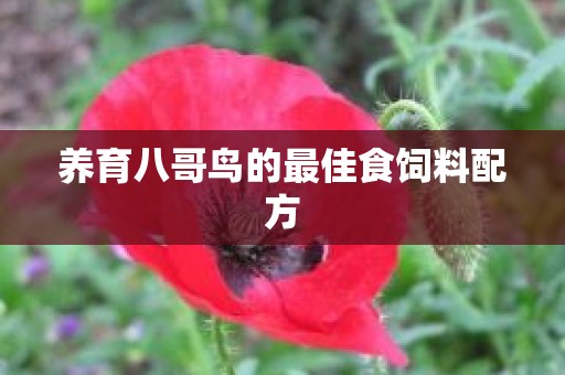 养育八哥鸟的最佳食饲料配方