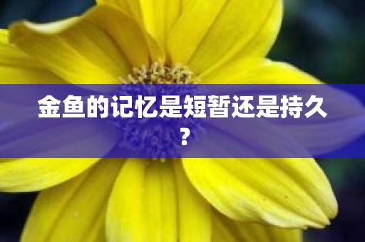 金鱼的记忆是短暂还是持久？