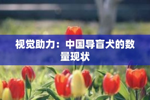 视觉助力：中国导盲犬的数量现状