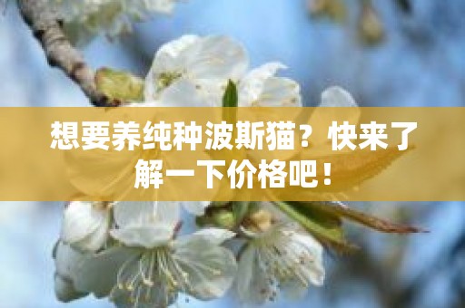 想要养纯种波斯猫？快来了解一下价格吧！