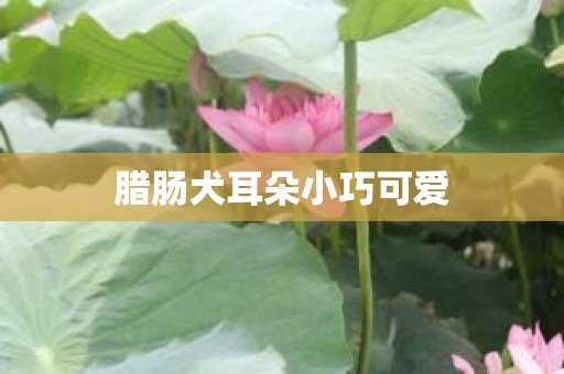 腊肠犬耳朵小巧可爱