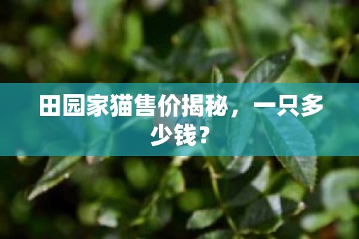 田园家猫售价揭秘，一只多少钱？