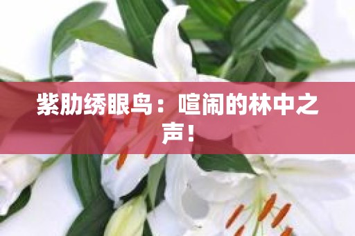 紫肋绣眼鸟：喧闹的林中之声！