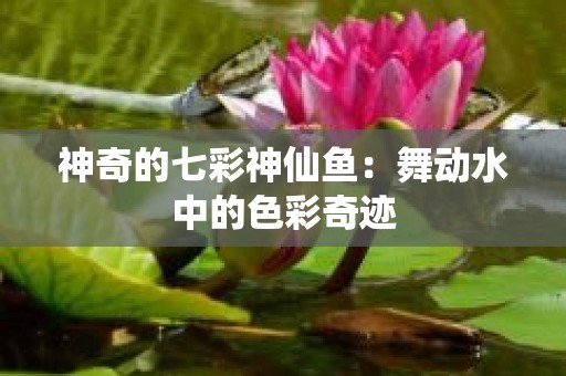 神奇的七彩神仙鱼：舞动水中的色彩奇迹