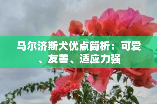 马尔济斯犬优点简析：可爱、友善、适应力强