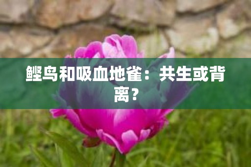 鲣鸟和吸血地雀：共生或背离？