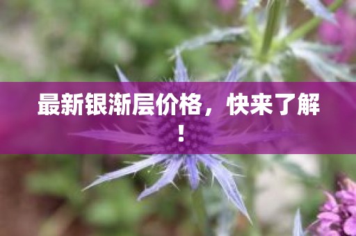 最新银渐层价格，快来了解！