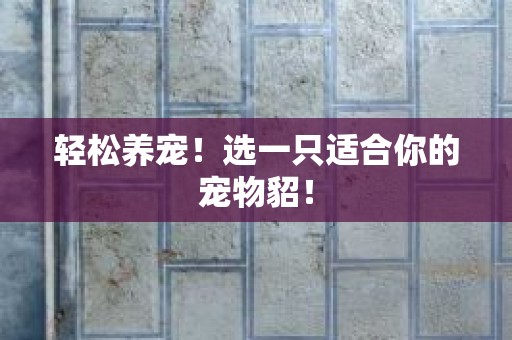 轻松养宠！选一只适合你的宠物貂！