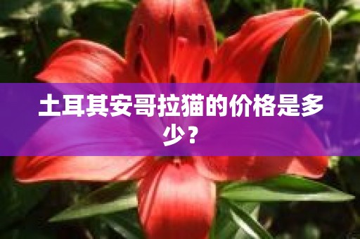 土耳其安哥拉猫的价格是多少？