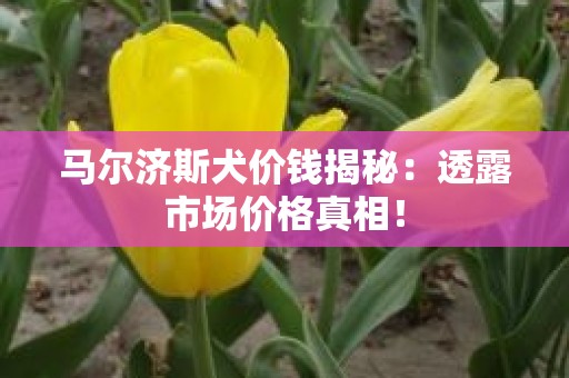 马尔济斯犬价钱揭秘：透露市场价格真相！