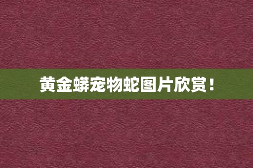 黄金蟒宠物蛇图片欣赏！