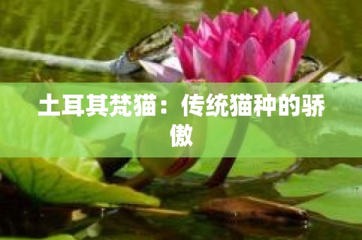 土耳其梵猫：传统猫种的骄傲