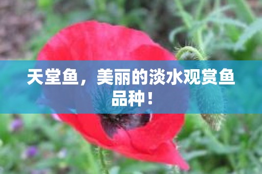 天堂鱼，美丽的淡水观赏鱼品种！