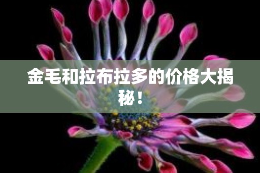 金毛和拉布拉多的价格大揭秘！