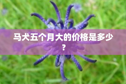 马犬五个月大的价格是多少？