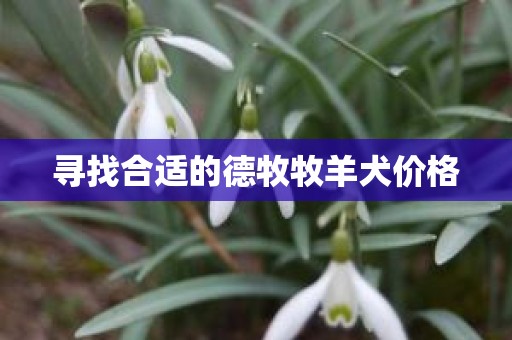 寻找合适的德牧牧羊犬价格