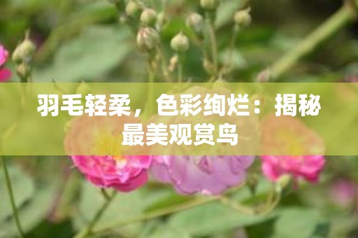 羽毛轻柔，色彩绚烂：揭秘最美观赏鸟