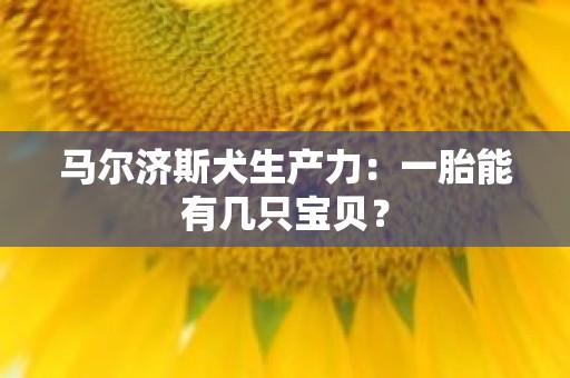 马尔济斯犬生产力：一胎能有几只宝贝？