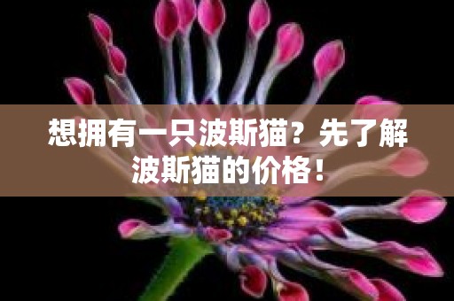 想拥有一只波斯猫？先了解波斯猫的价格！